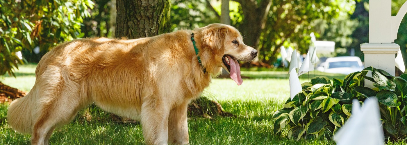 DogWatch of Litchfield & Upper Fairfield County, New Milford, Connecticut | Outdoor Hidden Dog Fences Slider Image