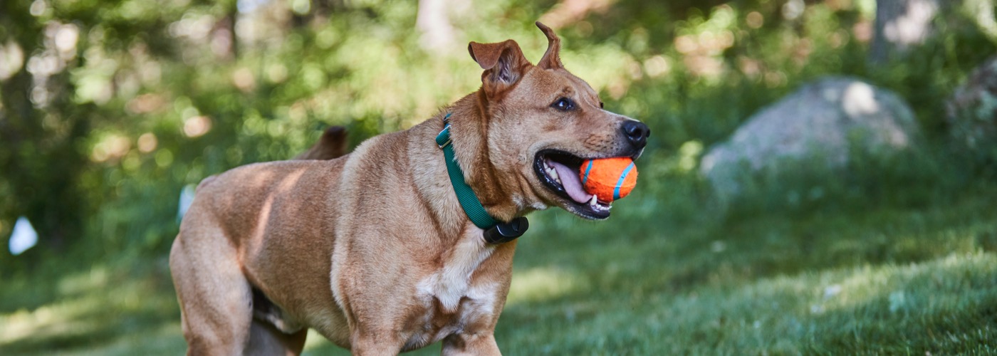 DogWatch of Litchfield & Upper Fairfield County, New Milford, Connecticut | ProFenceX Slider Image